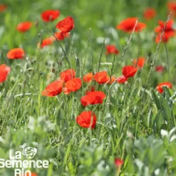 Coquelicot des champs bio
