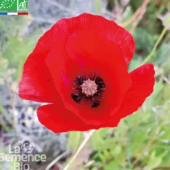 Coquelicot des champs bio