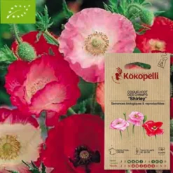 Coquelicot shirley- graines bio à semer