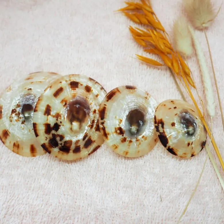 Coquillages d'allaitement M