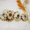 Coquillages d'allaitement S