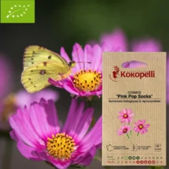 Cosmos pink pop socks- graines bio à semer