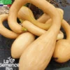 Courge tromba d'albenga bio