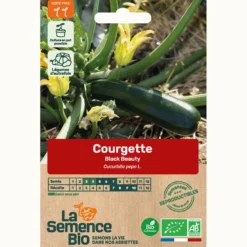 Courgette black beauty bio