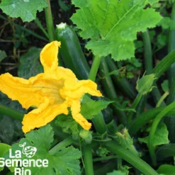 Courgette black beauty bio