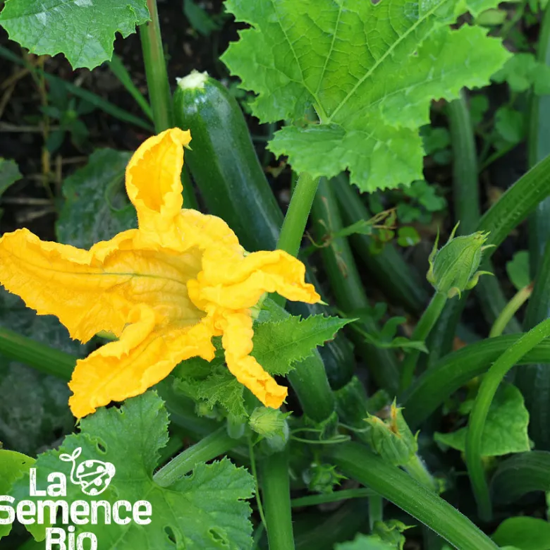 Courgette black beauty bio