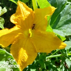 Courgette black beauty bio