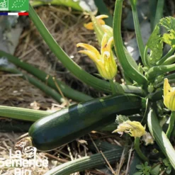 Courgette black beauty bio