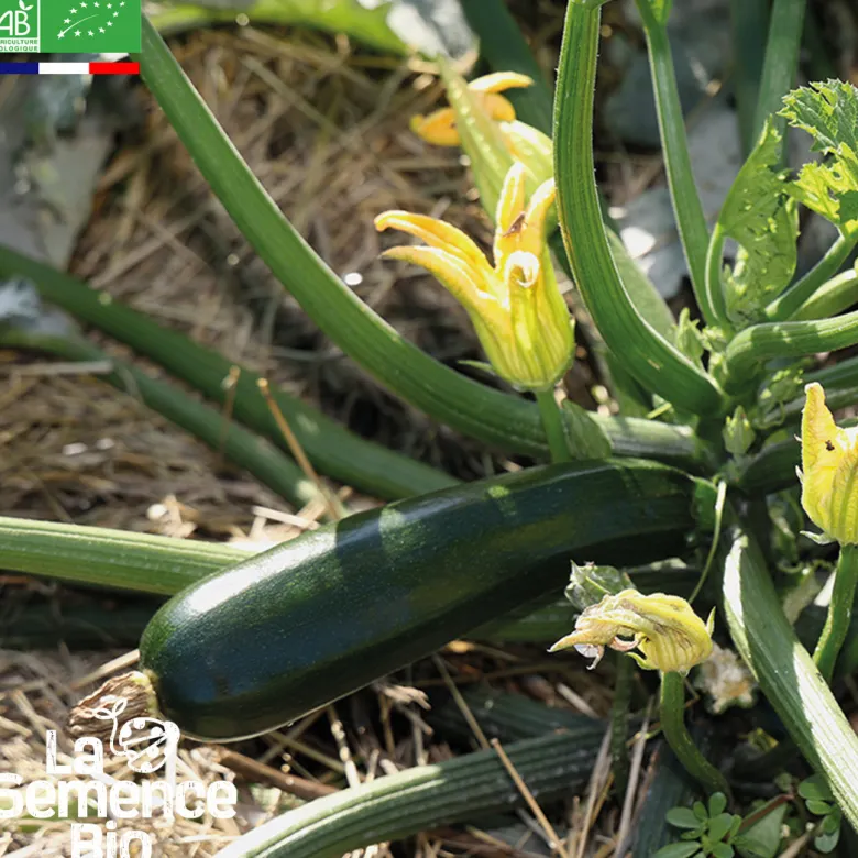 Courgette black beauty bio