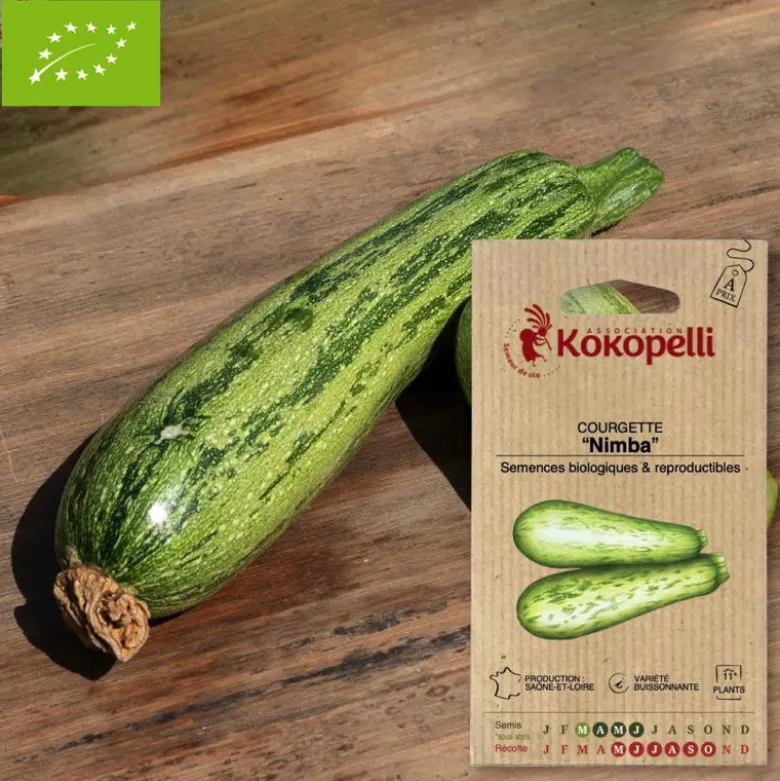 Courgette nimba- graines bio à semer