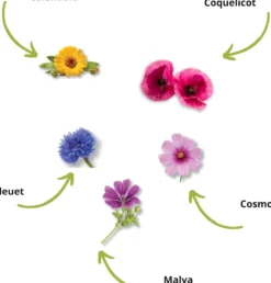 Cultivea - kit de culture fleurs comestibles bio