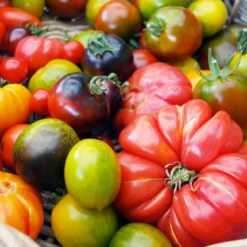 Cultivea - kit de culture tomates colorées bio