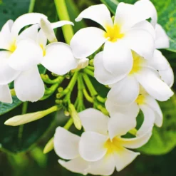 Diffuseur de parfum fleur de monoï