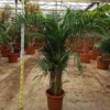Dypsis palmier multipliant 25 l -200 cm