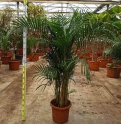 Dypsis palmier multipliant 25 l -200 cm