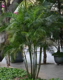 Dypsis palmier multipliant 25 l -200 cm