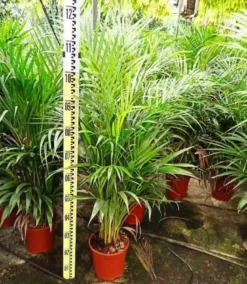 Dypsis palmier multipliant 25 l -200 cm