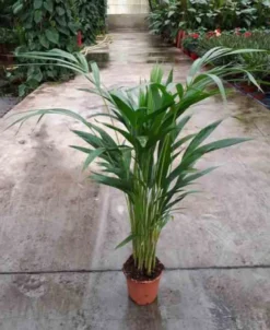 Dypsis palmier multipliant 25 l -200 cm