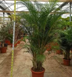 Dypsis palmier multipliant 25 l -200 cm