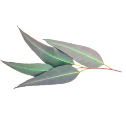 Eucalyptus citronné - huile essentielle bio - 100ml garantie chromacert® - chémo