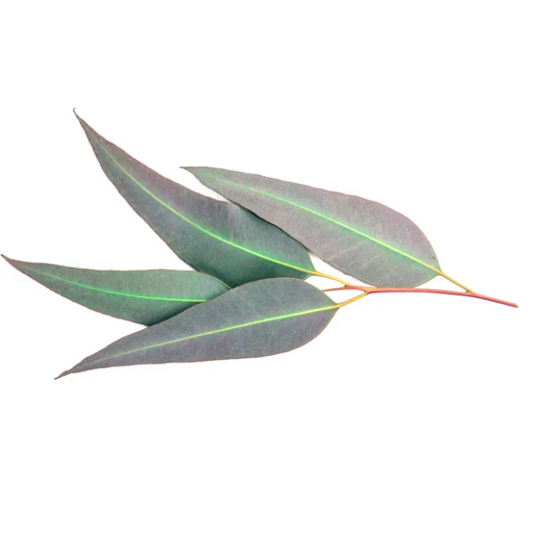 Eucalyptus citronné - huile essentielle bio - 100ml garantie chromacert® - chémo