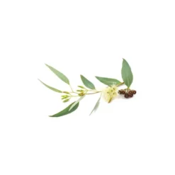 Eucalyptus globulus - huile essentielle bio - 5ml garantie chromacert® - chémot