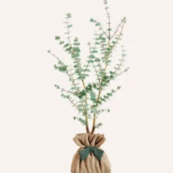 Eucalyptus gunnii à offrir - idée cadeau