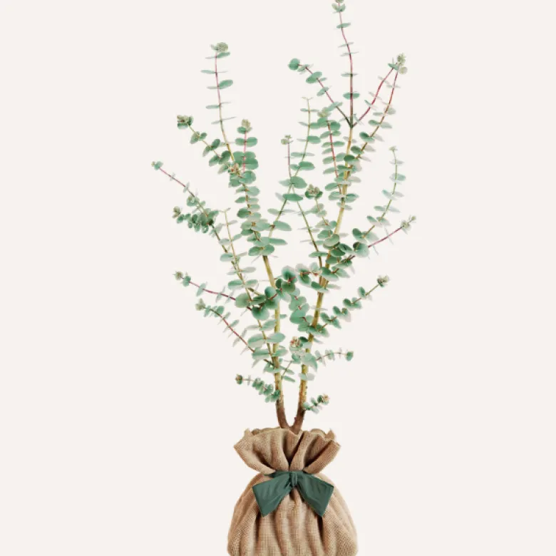 Eucalyptus gunnii à offrir - idée cadeau