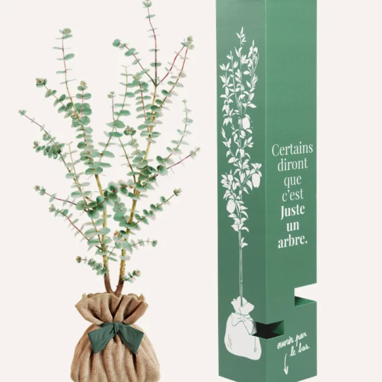 Eucalyptus gunnii à offrir - idée cadeau