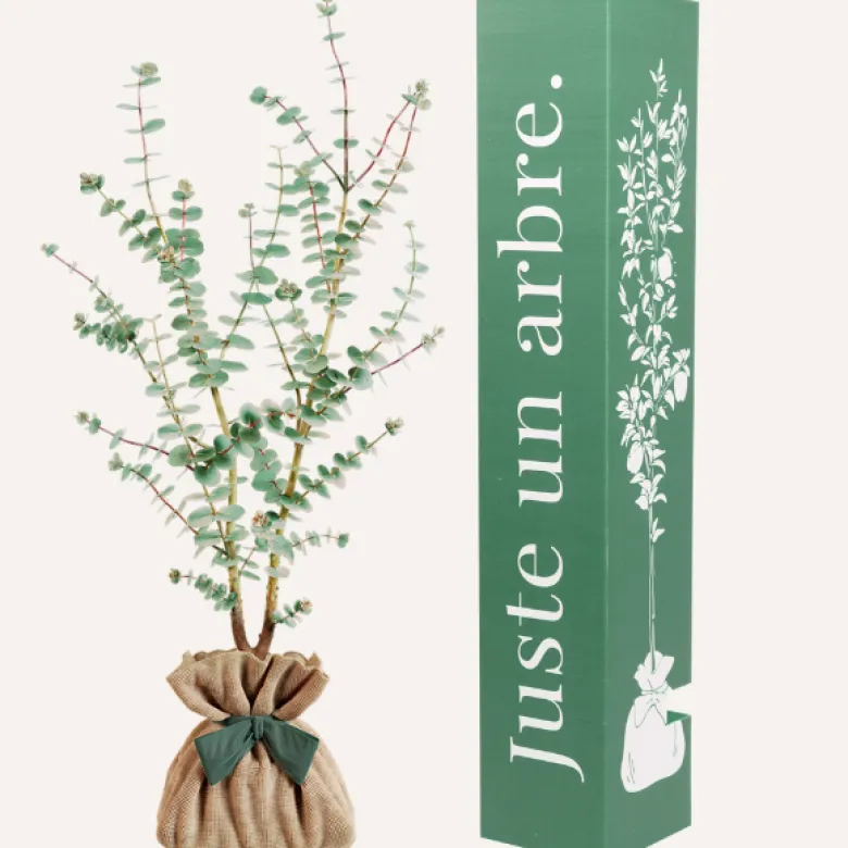 Eucalyptus gunnii à offrir - idée cadeau