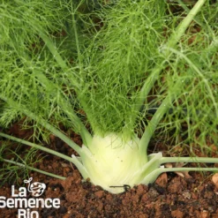 Fenouil romanesco bio