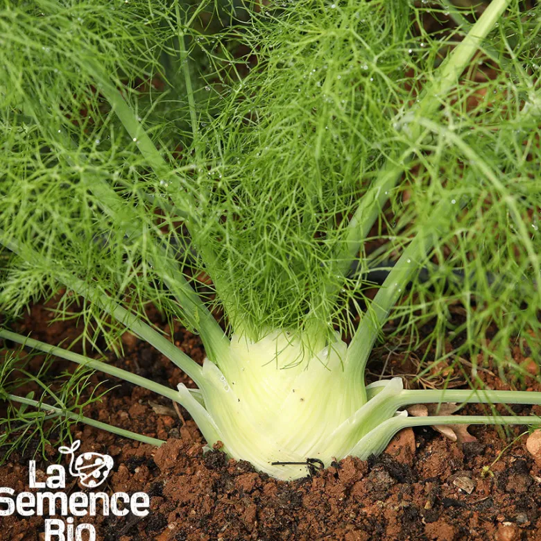 Fenouil romanesco bio