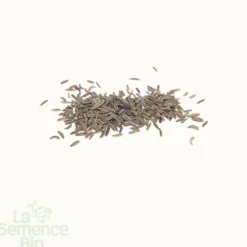 Fenouil romanesco bio