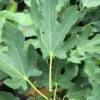 Ficus caricafiguier 20 l 160-180 cm