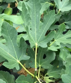 Ficus caricafiguier 20 l 160-180 cm