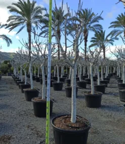 Ficus caricafiguier 20 l 160-180 cm