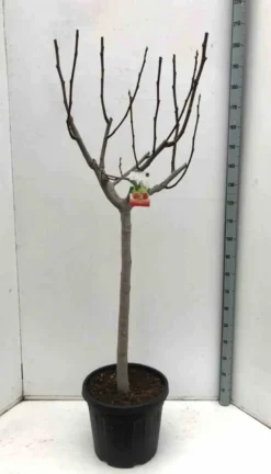 Ficus caricafiguier 20 l 160-180 cm