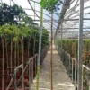 Ficus microcarpa 'moclame' 8 l 180-200 cm