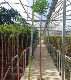 Ficus microcarpa 'moclame' 8 l 180-200 cm