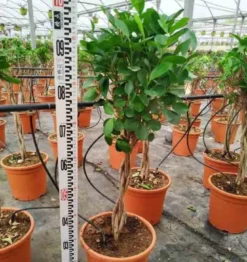 Ficus microcarpa 'moclame' 8 l 180-200 cm