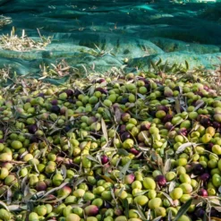 Filet de récolte olives ou autres - 6x8m
