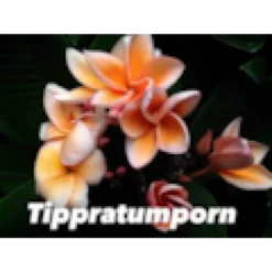 Frangipanier tippratumporn 2 l 20-30 cm
