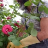 Gant de jardinage taille des rosiers et petits épineux roseraie - rostaing - 7 - S