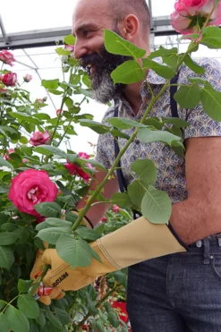 Gant de jardinage taille des rosiers et petits épineux roseraie - rostaing - 7 - S