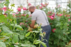 Gant de jardinage taille des rosiers et petits épineux roseraie - rostaing - 7 - S