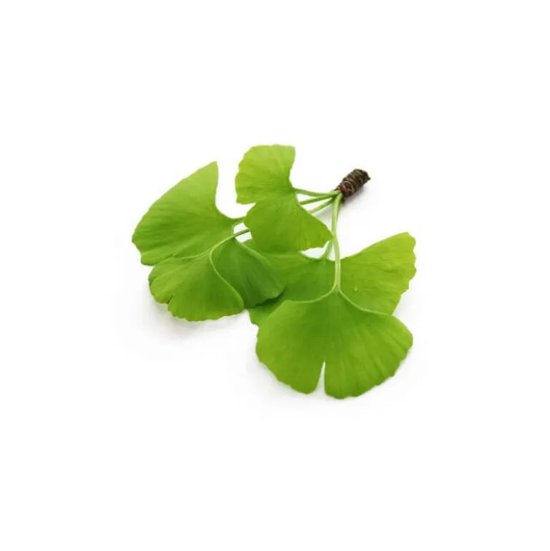Ginkgo biloba bio - 15ml (ginkgo biloba) – macérat concentré de bourgeons frais 15