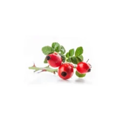 Églantier bio - 15ml (rosa canina) – macérat concentré de bourgeons frais 15