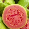 Goyave &nbsp;fresa&nbsp; 7 l 80-100 cm