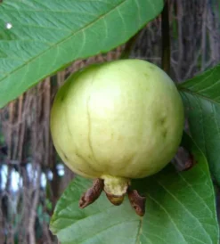 Goyave &nbsp;fresa&nbsp; 7 l 80-100 cm