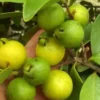 Goyave &nbsp;limon&nbsp;: psidium 25 l 180-200 cm